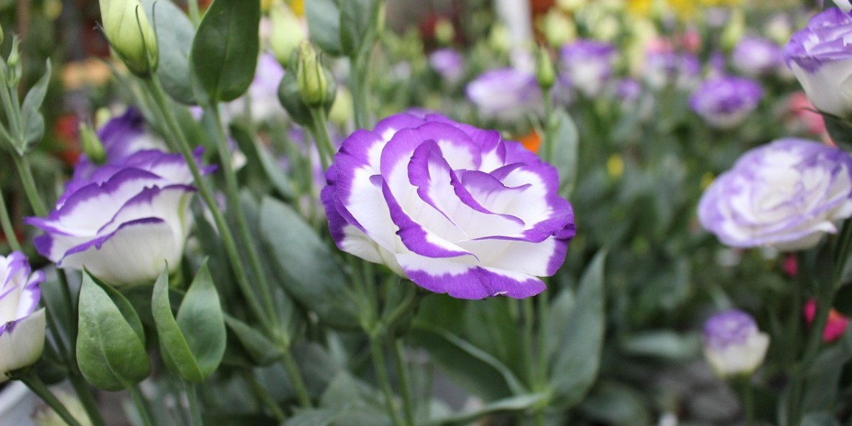 Eustoma