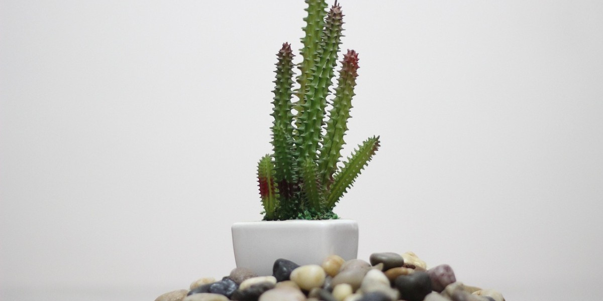 Cactos