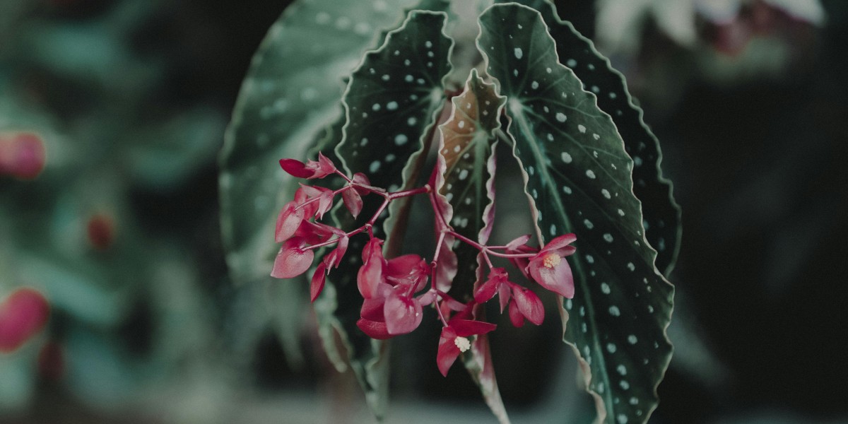 Begónia maculata