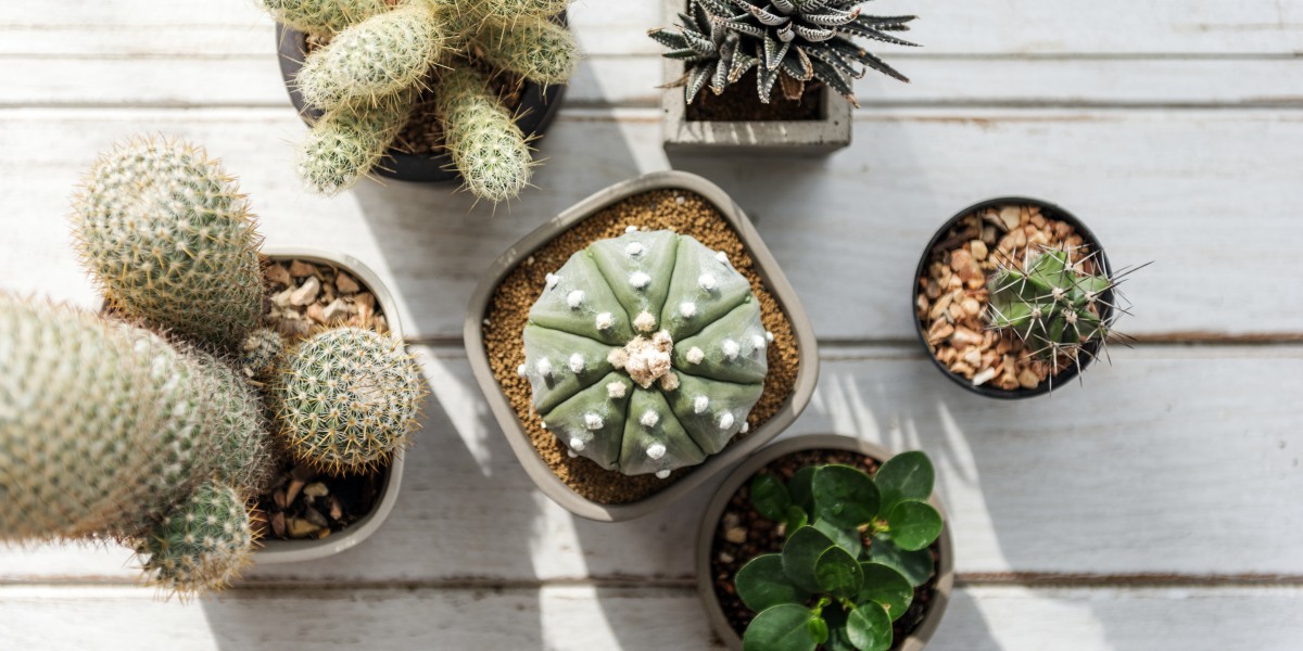 Cactos