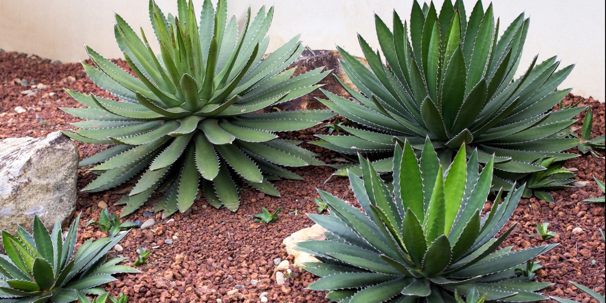 Agave