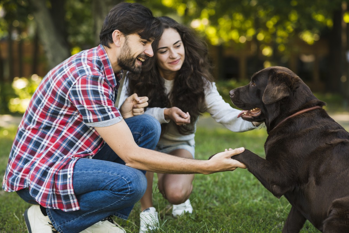 Assistência aos animais de estimação
