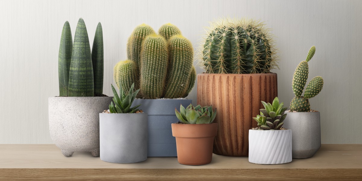 Cactos