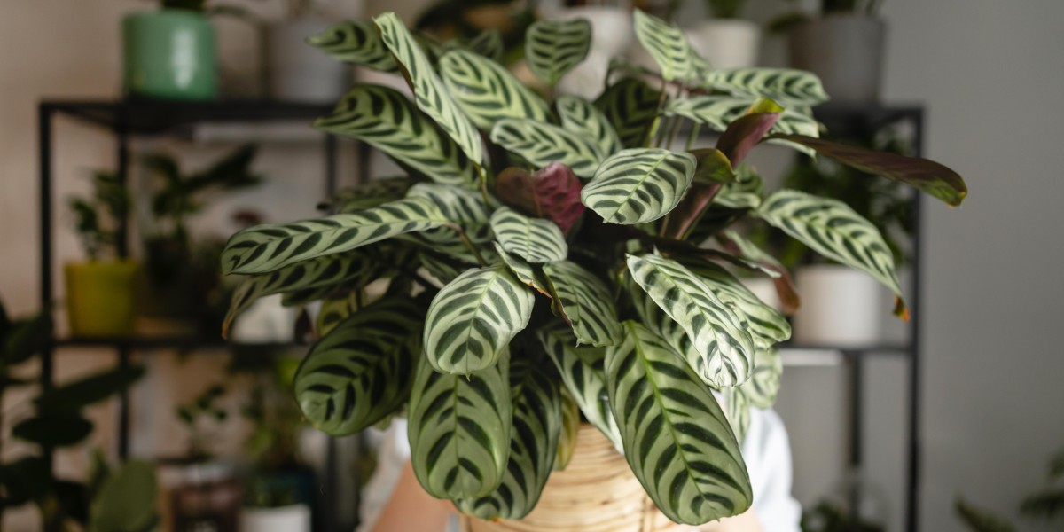 Maranta leuconeura