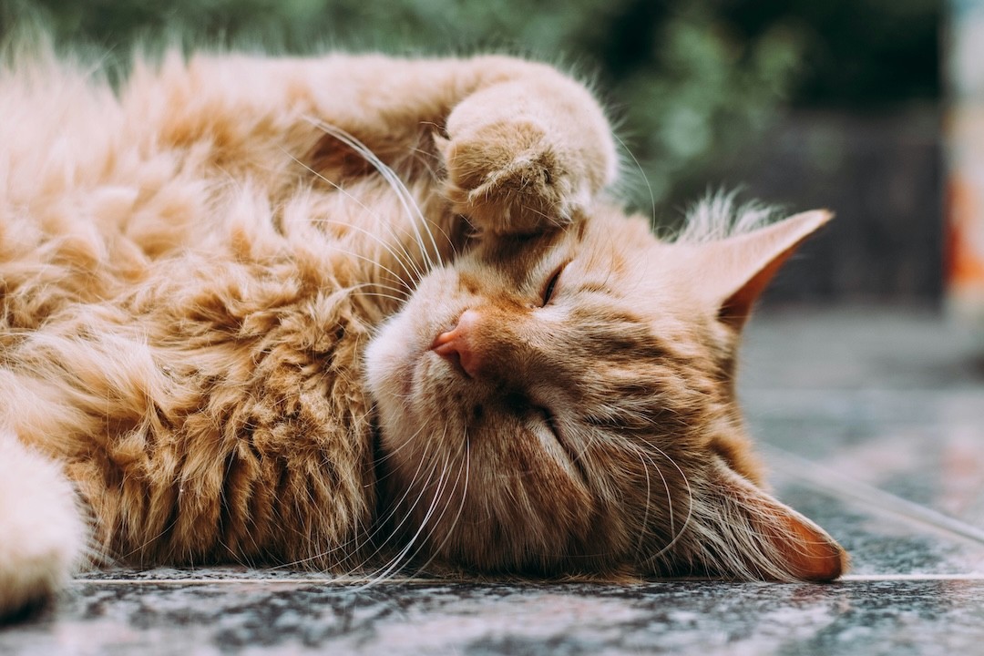 gato a dormir