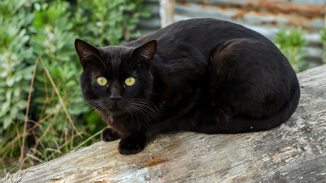 gato preto