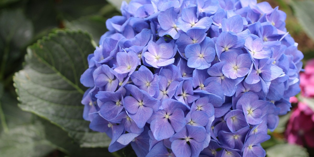 Hortênsia