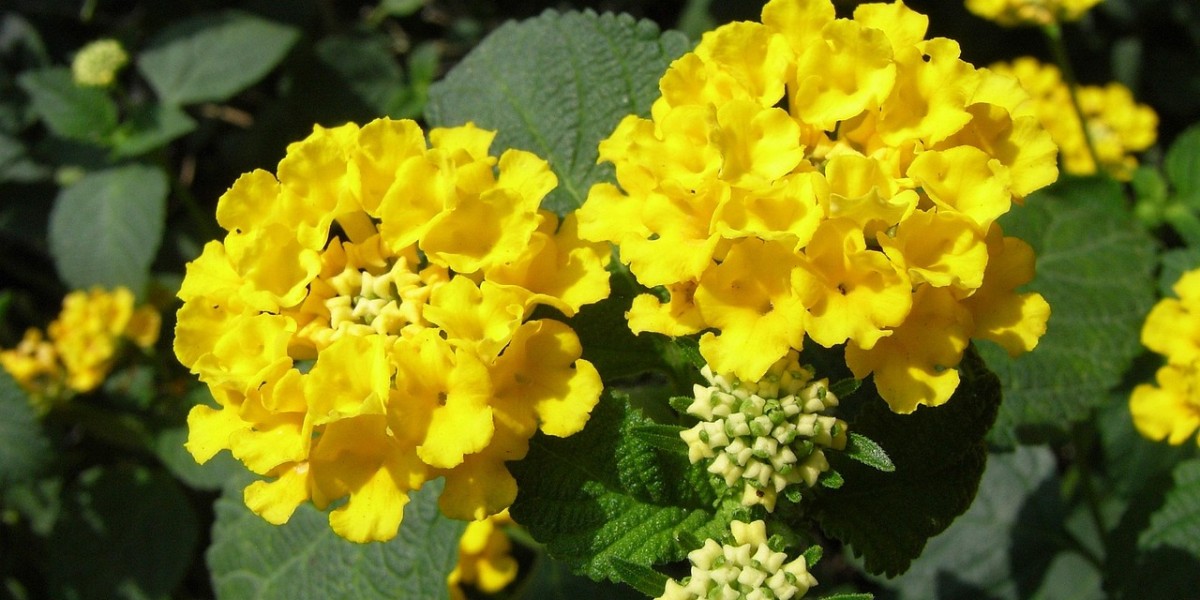 Lantana