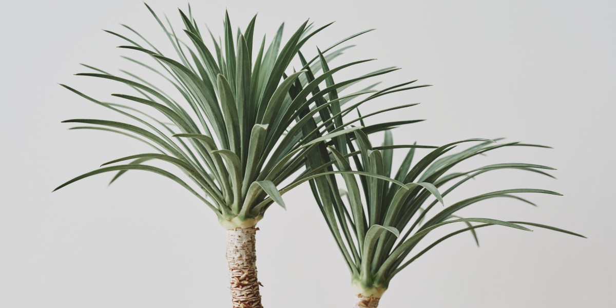 Yucca