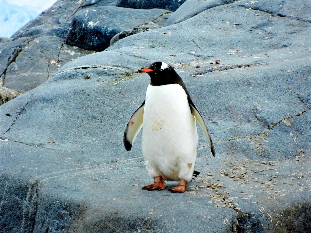pinguim