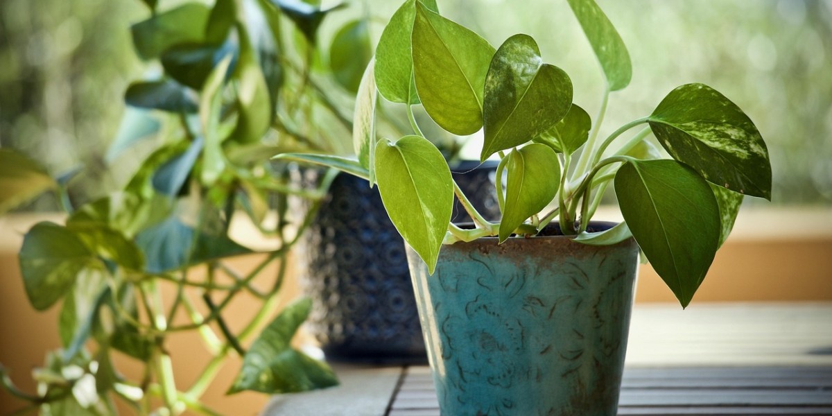 Epipremnum aureum