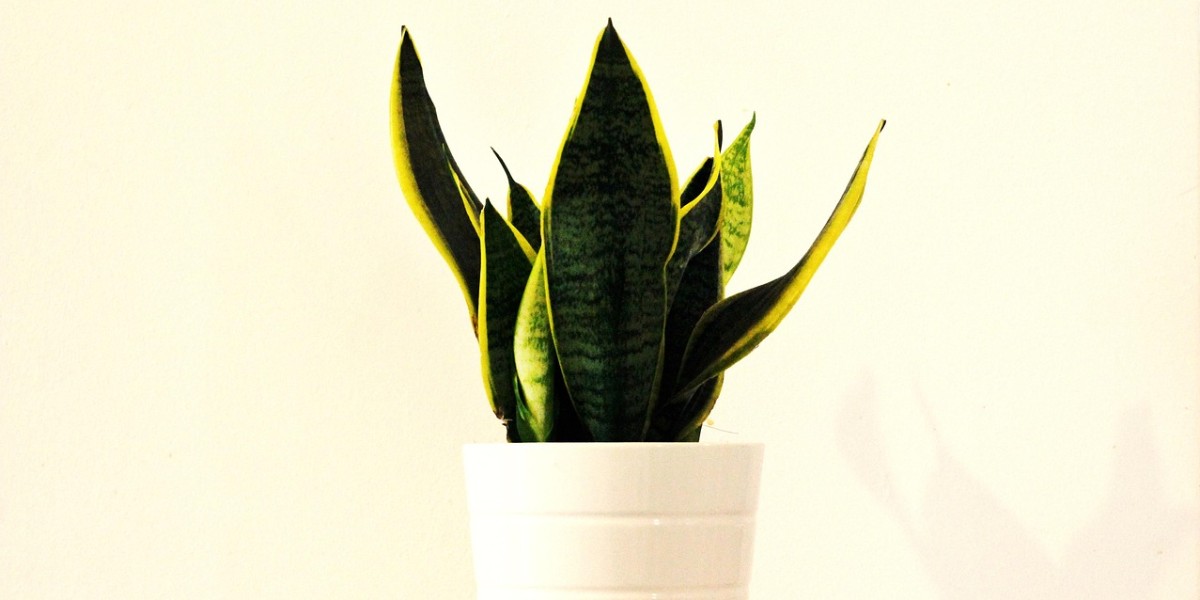 Sansevieria