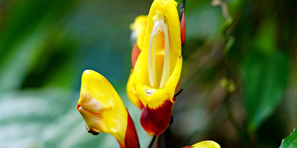 Thunbergia mysorensis