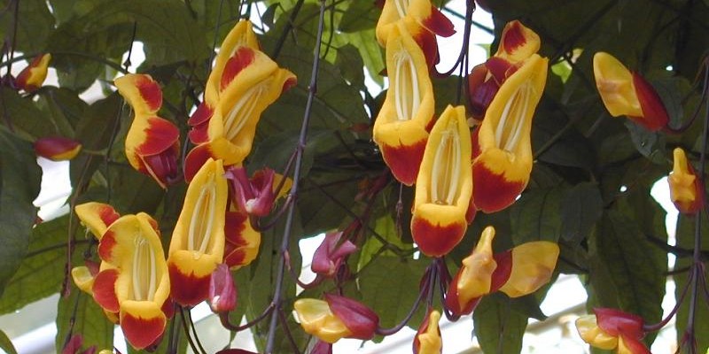 Thunbergia mysorensis