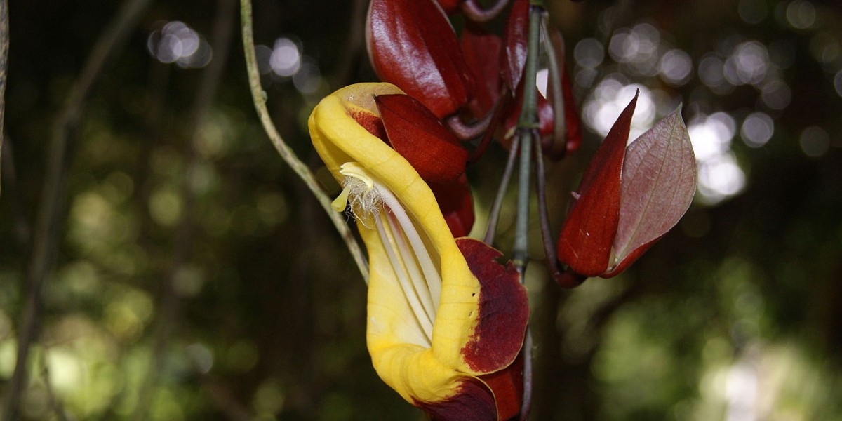 Thunbergia mysorensis