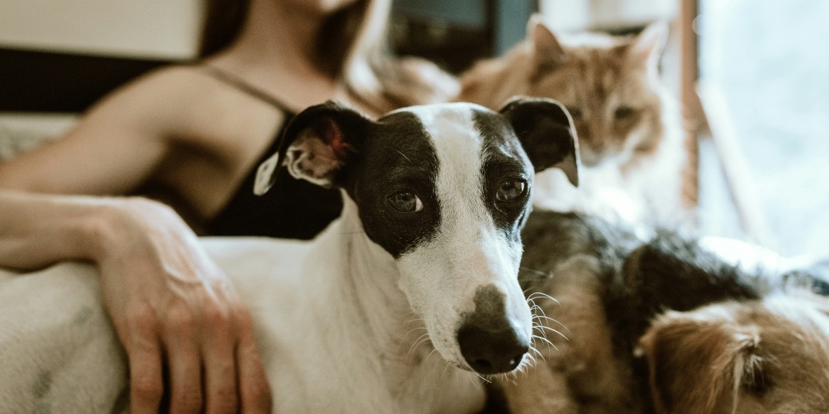 Moving to Portugal with pets