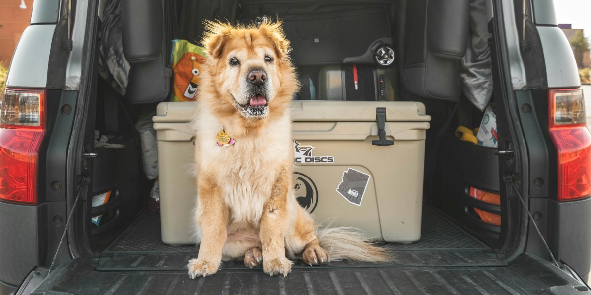 Moving to Portugal with pets