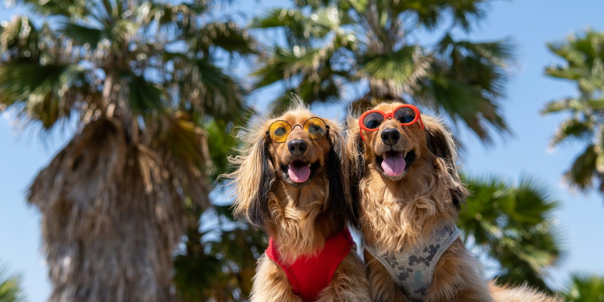 Moving to Portugal with pets