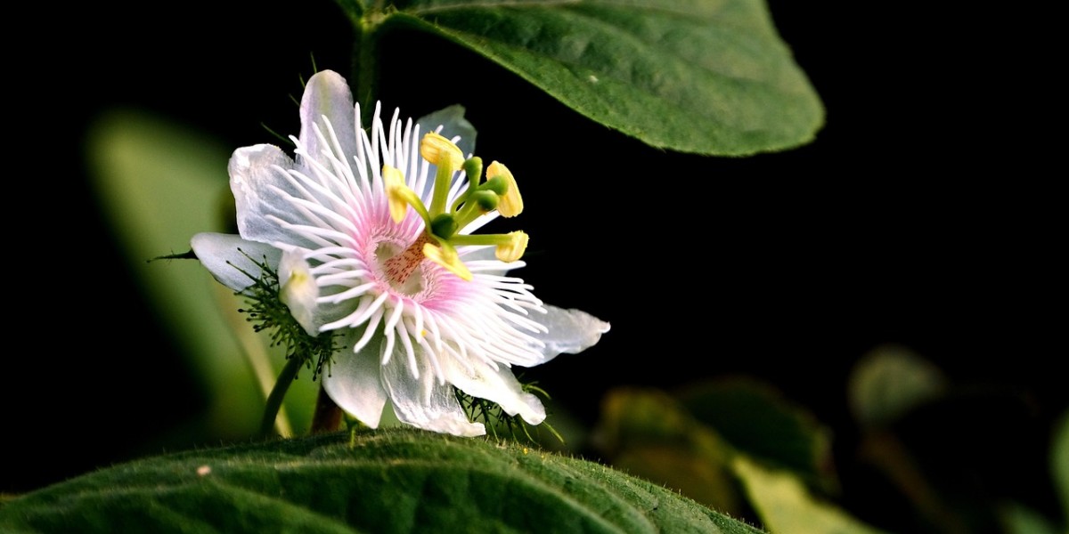 Flor de Maracujá