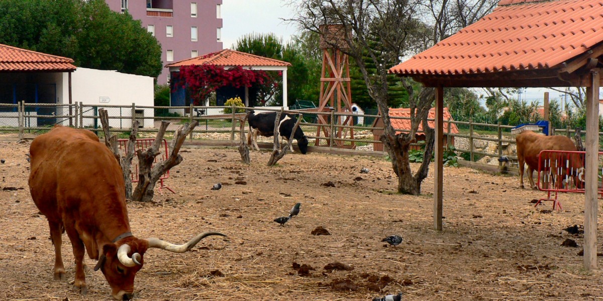 Quinta Pedagógica dos Olivais