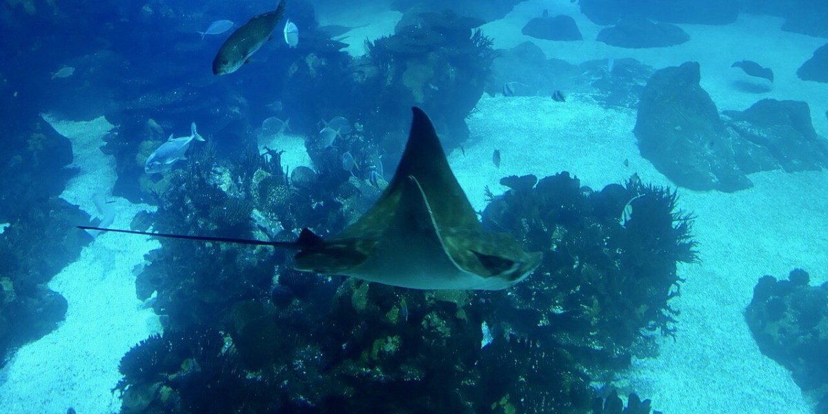 Oceanário de Lisboa