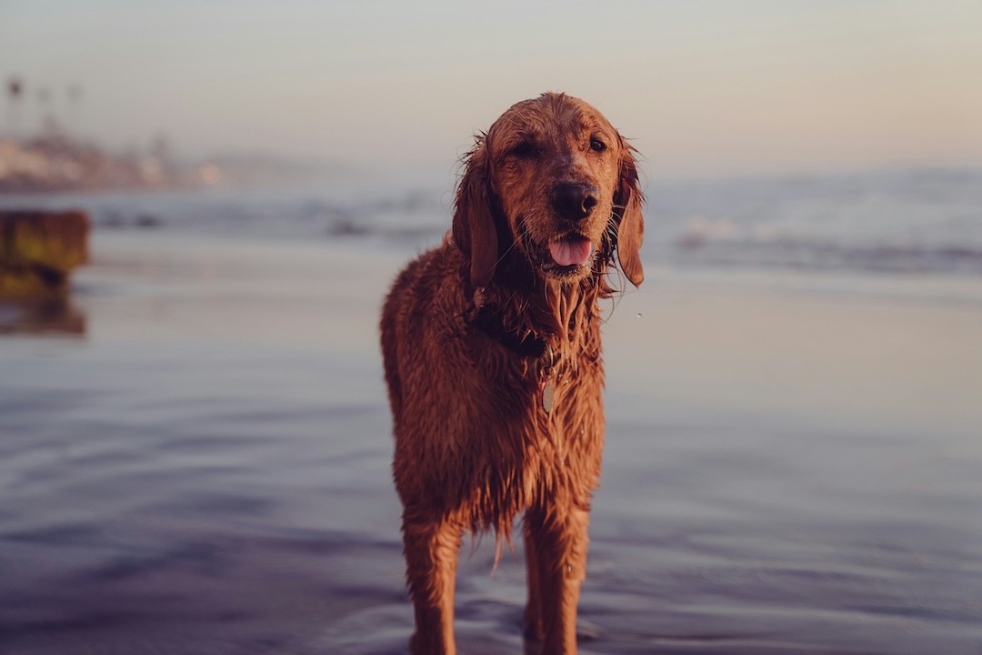 cão molhado depois de ida ao mar