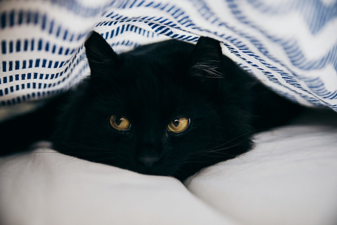 gato preto