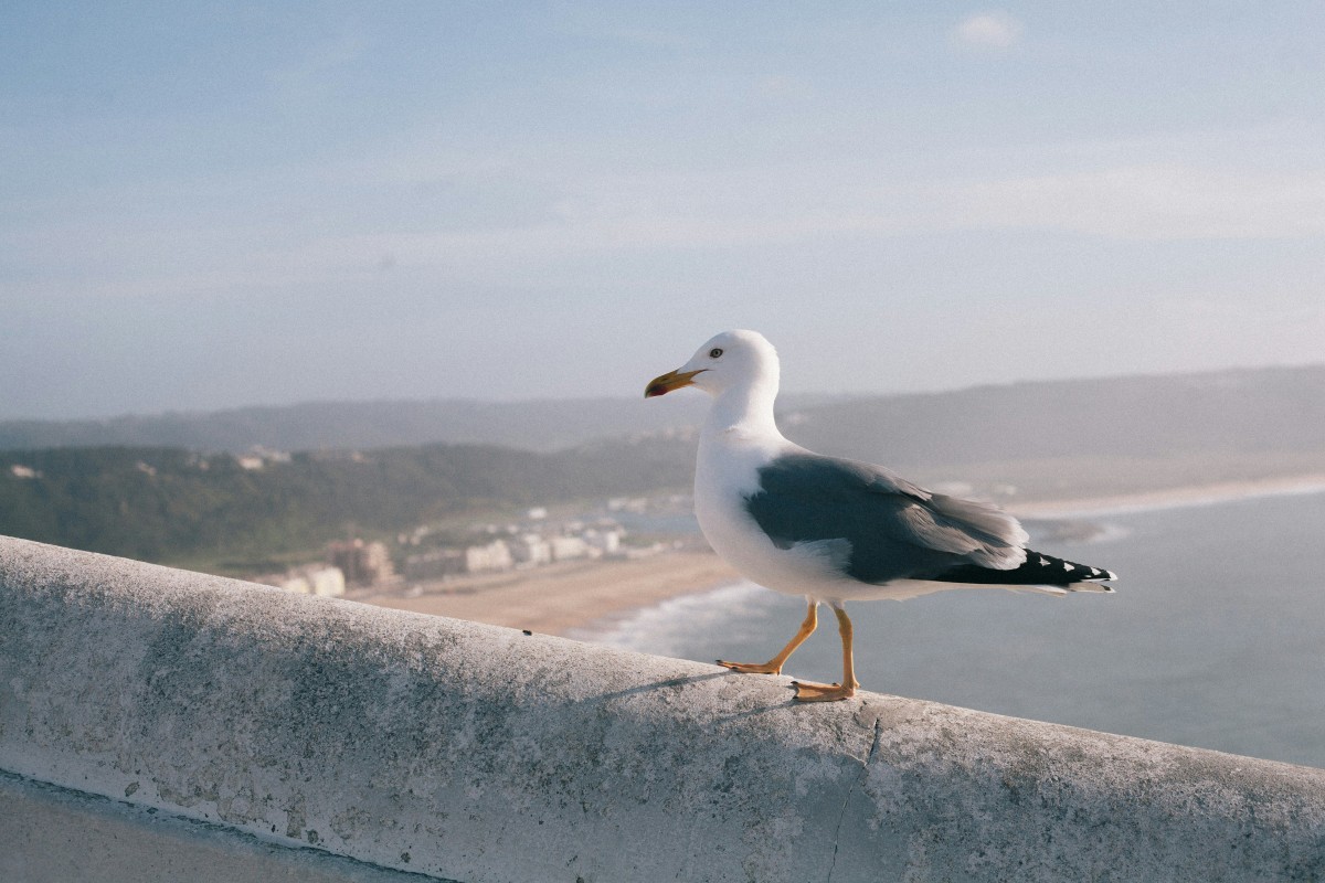 Que faire à Nazaré