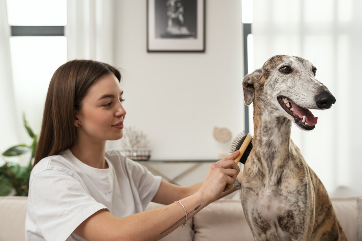 Escovar os cães