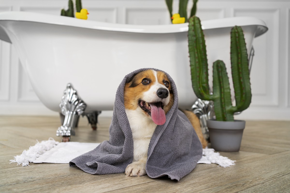 Dar banho ao cão