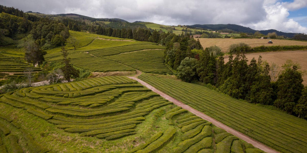 Locuind în São Miguel