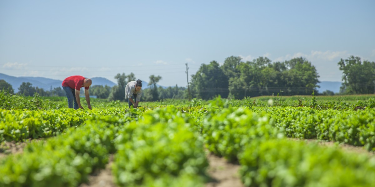 Agricultura