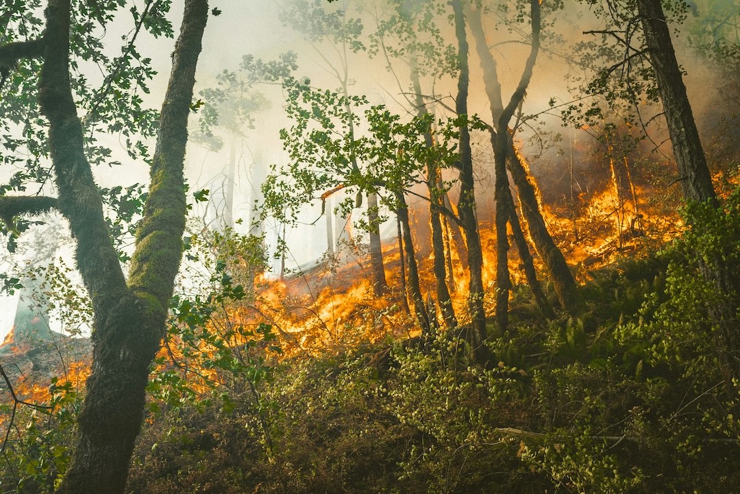 fogos florestais