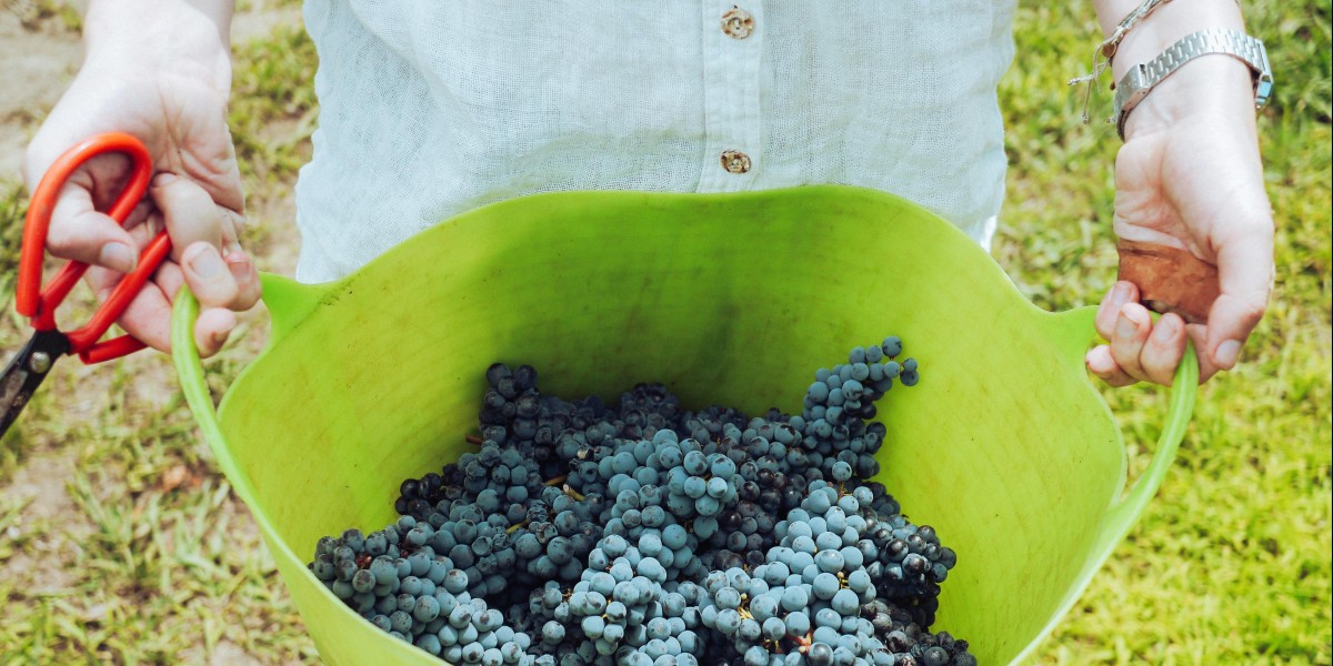 Portugal wine festival 2025