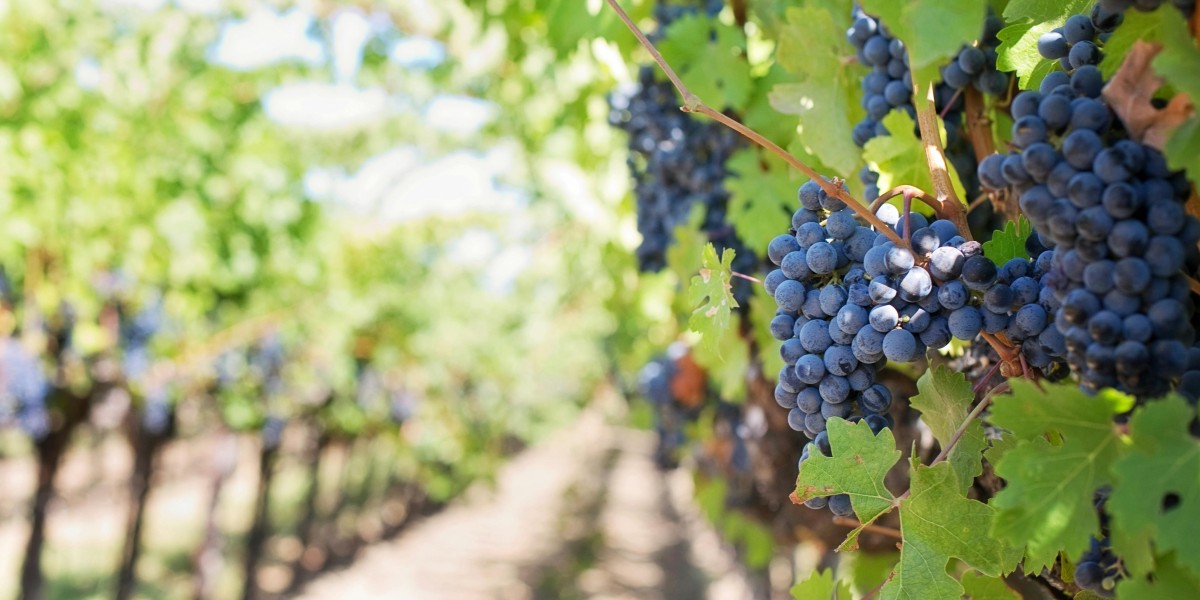 Portugal wine festival