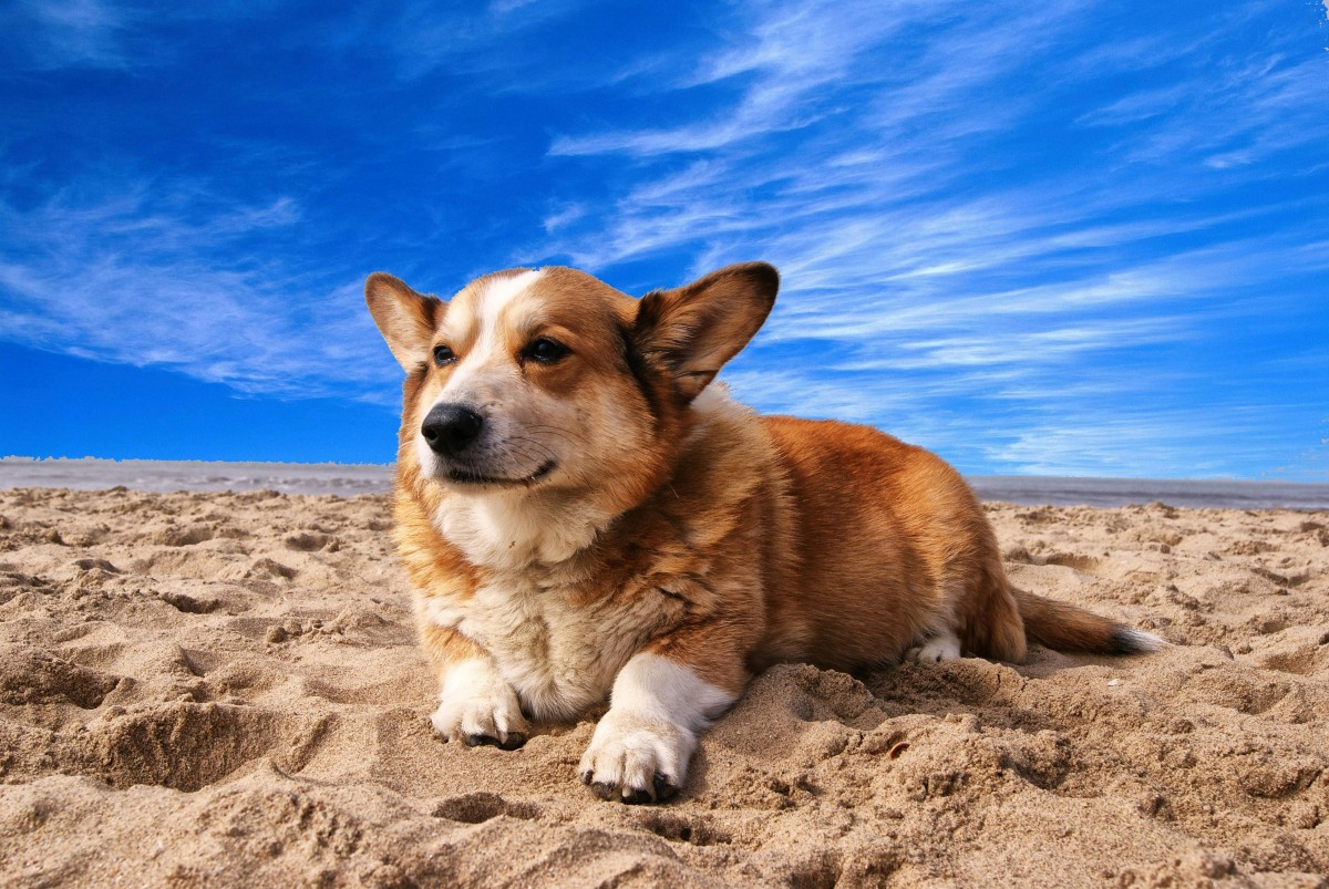 Cuidados a animais de estimação