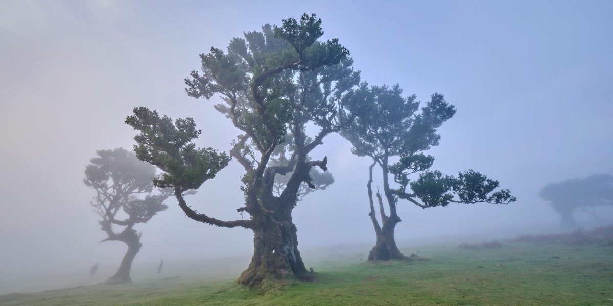Things to do in Madeira