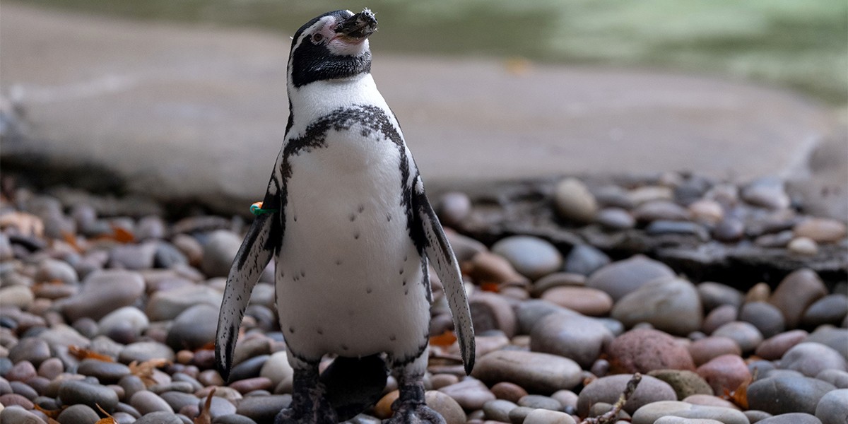 Pinguim