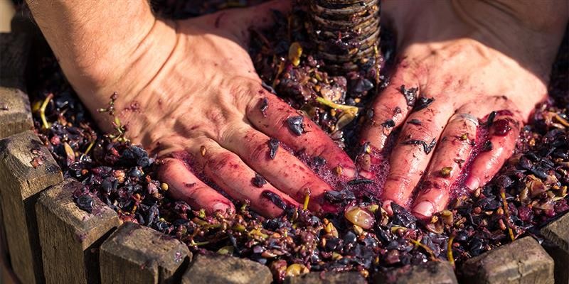 Produção de vinho
