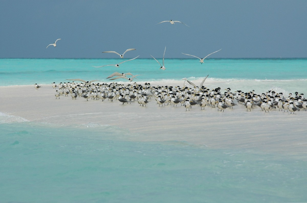 Barreira de coral mais antiga do mundo