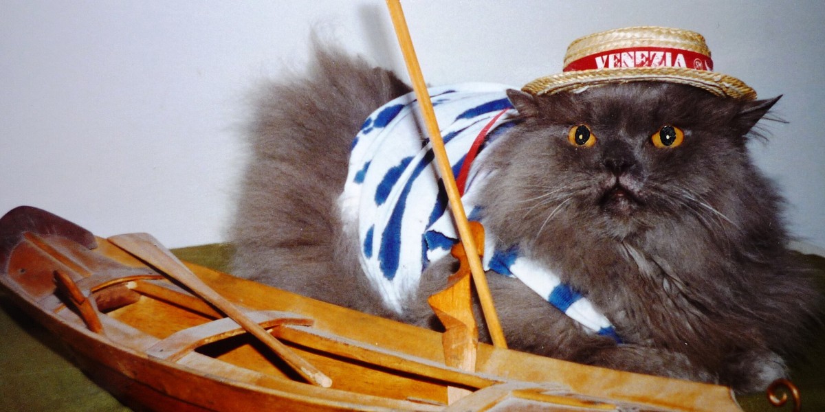 Gatos em Veneza