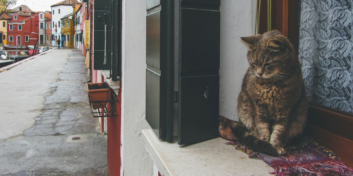 Gatos em Veneza