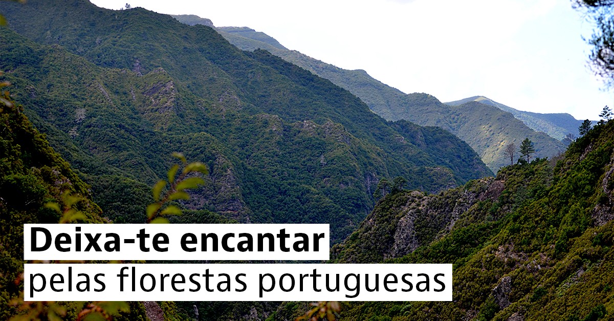 floresta laurissilva