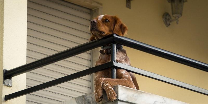 Cão é expulso de apartamento