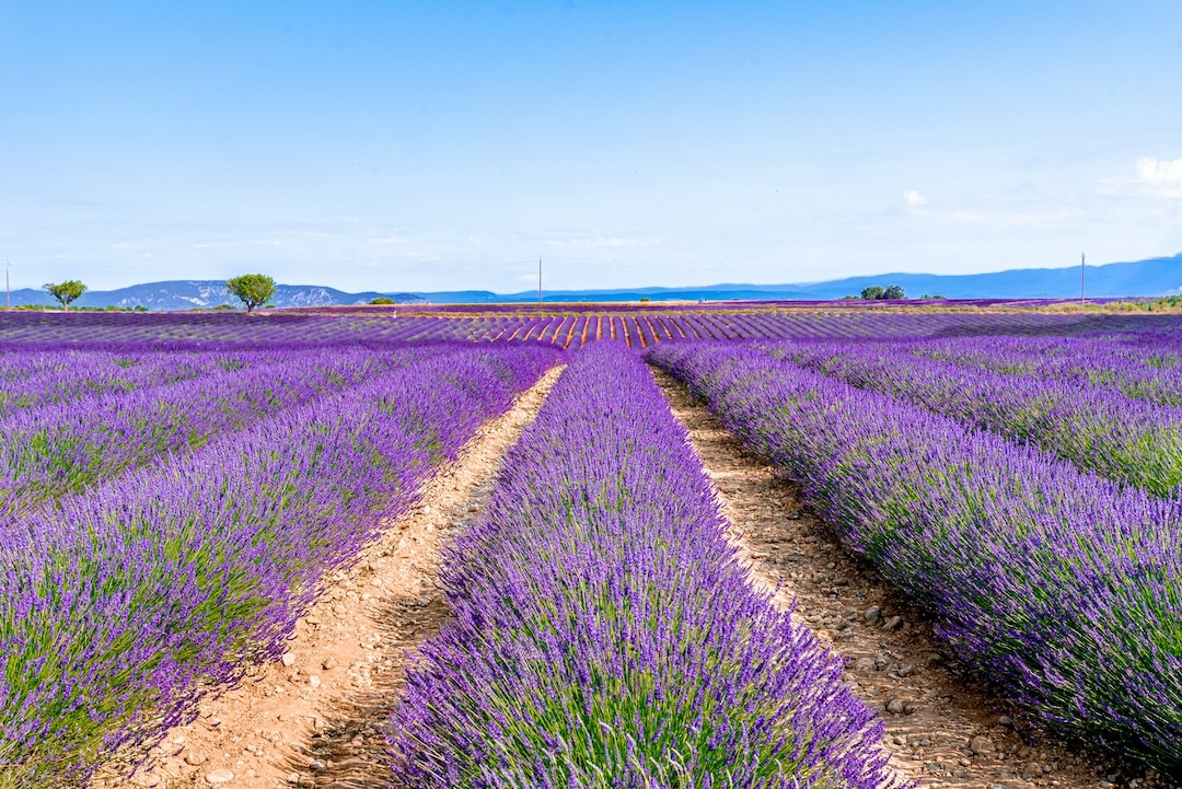 campos de lavanda na Provença