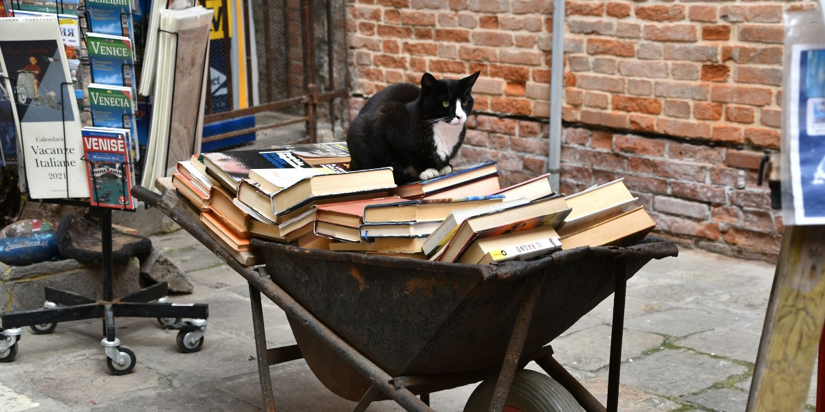Gatos em Veneza