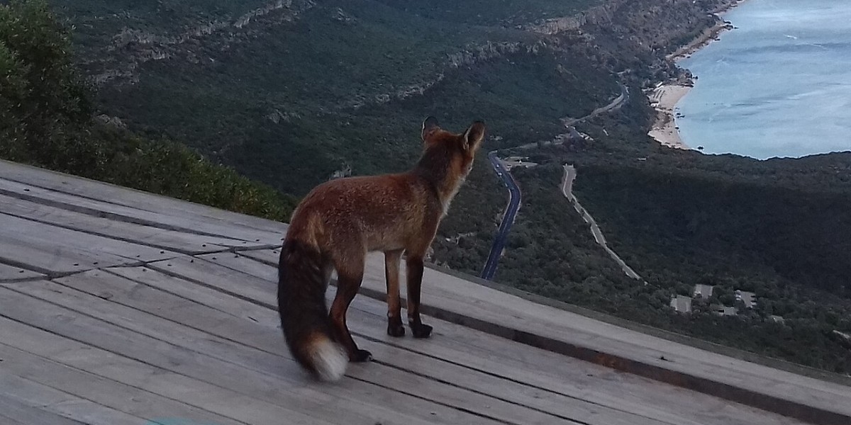 Fuchs