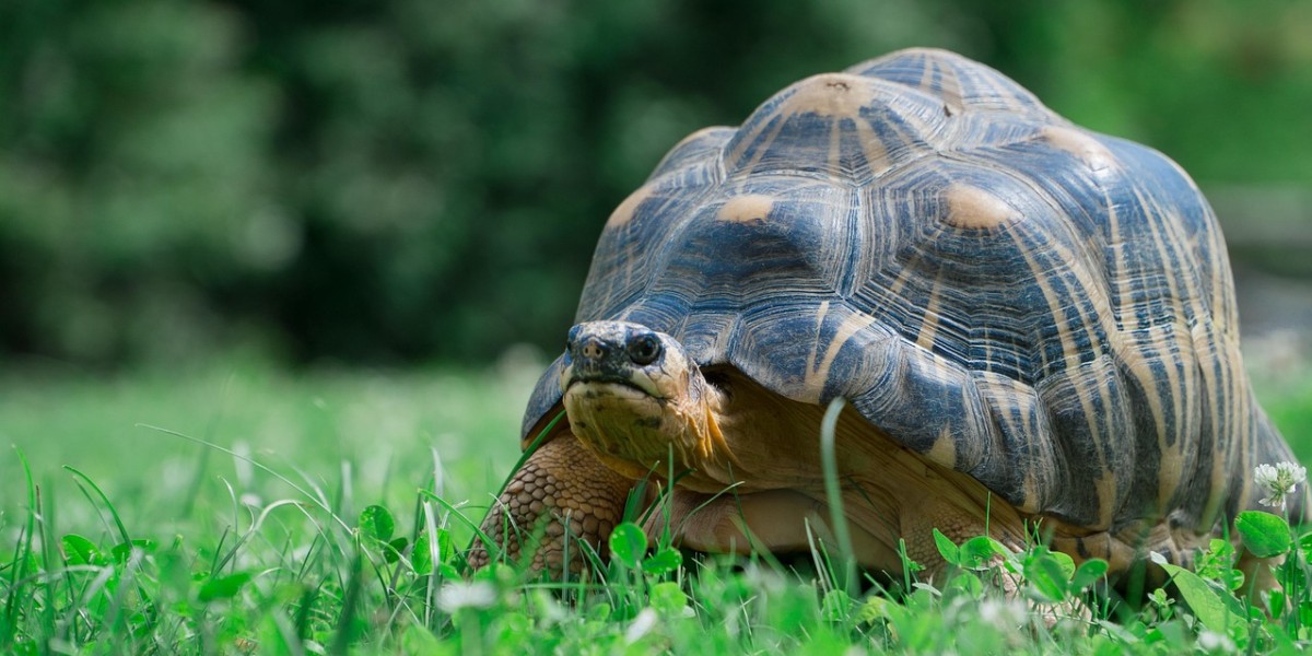 Tartaruga