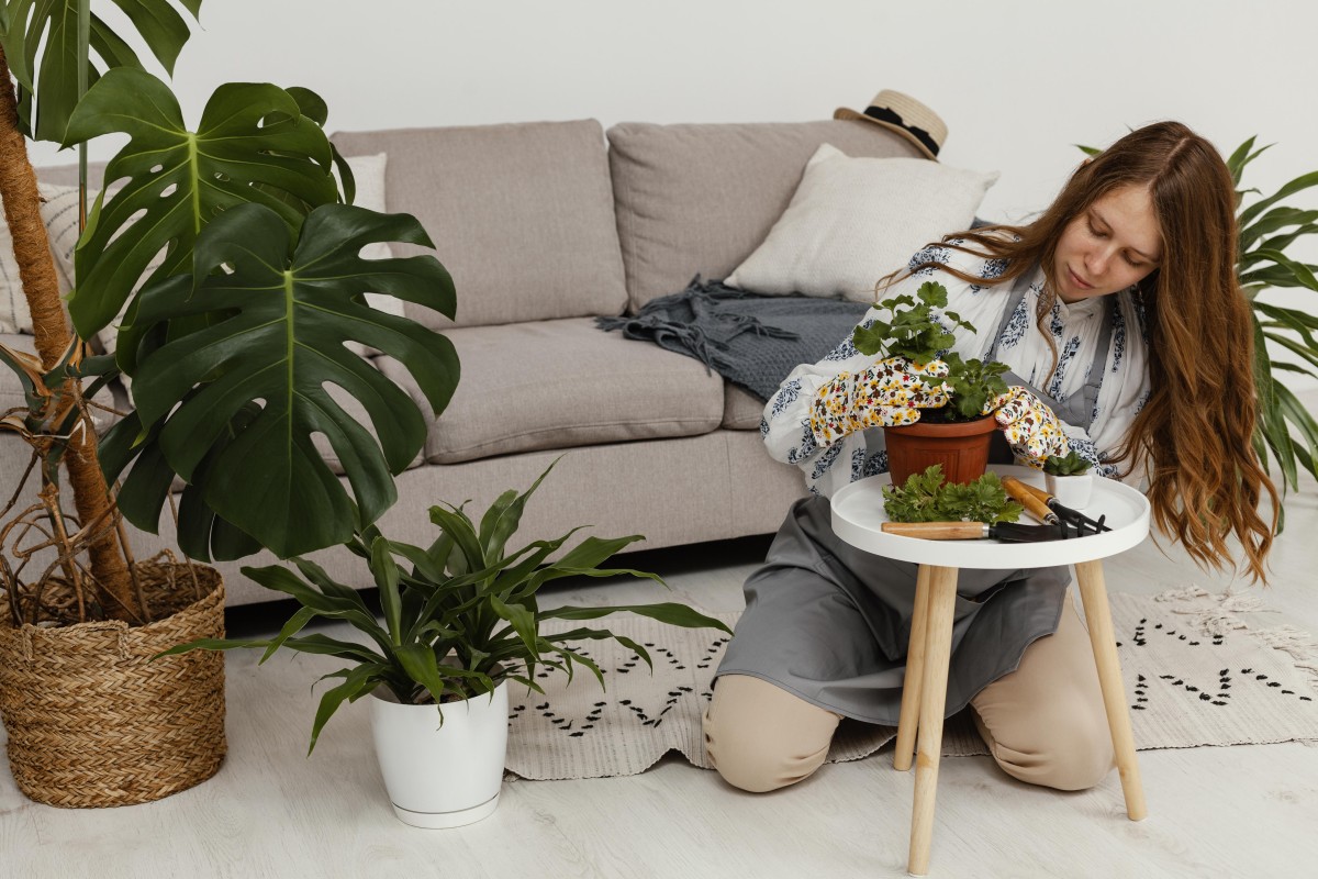 Plantas em casa