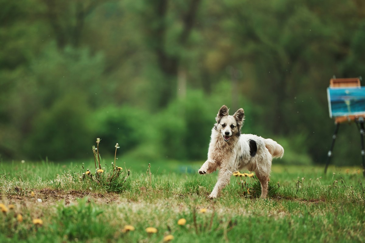 leis para cães em jardins privados